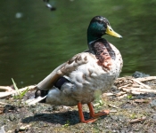 2016 06 11 WildLife MPLS 134